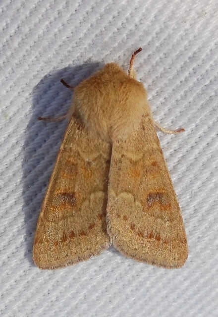 Orthosia miniosa - sárgás barkabagoly