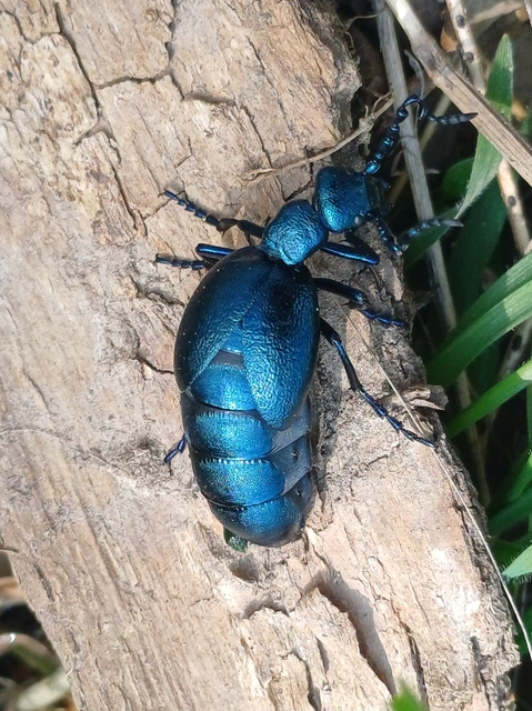 Meloe violaceus - kék nünüke