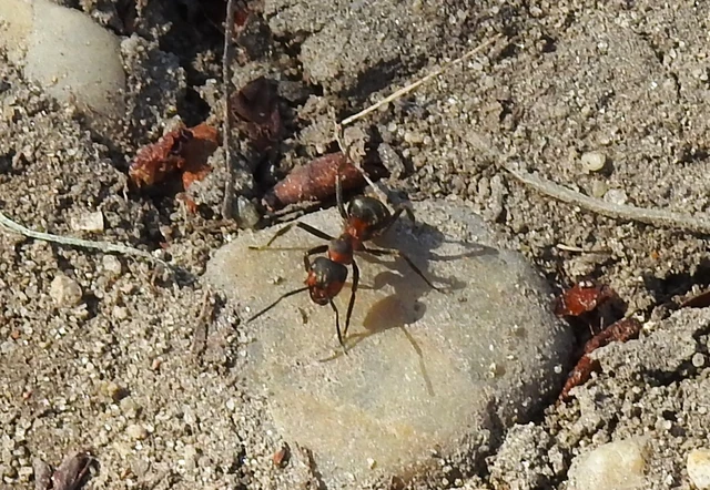 Formica pratensis - réti vöröshangya