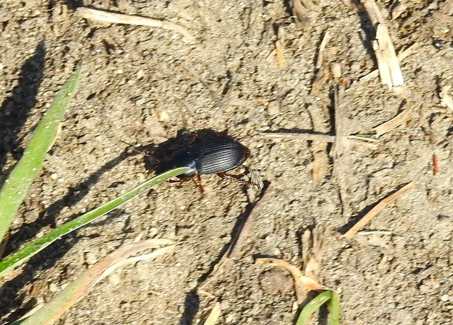 Harpalus rubripes - vöröslábú lomhafutó