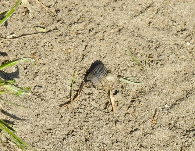 Opatrum sabulosum - sároshátú gyászbogár Opatrum sabulosum - sároshátú gyászbogár