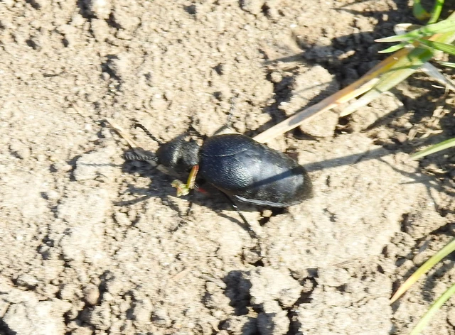 Meloe scabriusculus - érdes nünüke