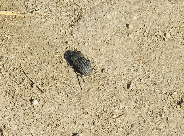 Opatrum sabulosum - sároshátú gyászbogár Opatrum sabulosum - sároshátú gyászbogár