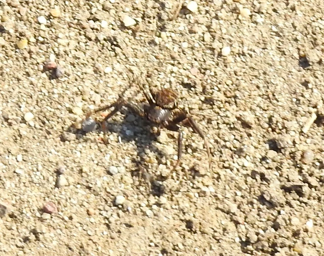 Xysticus