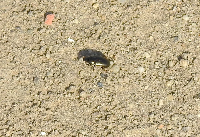 Amara Amara