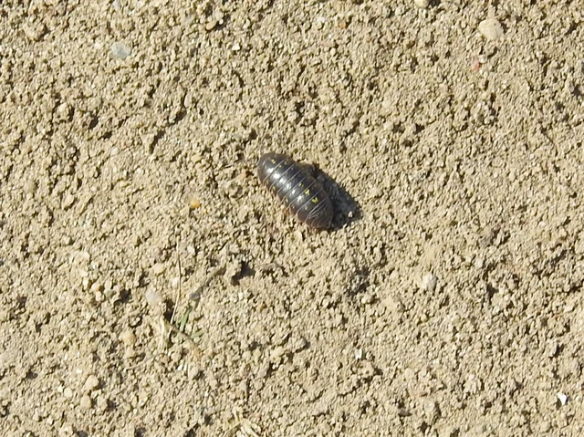 Isopoda - Ászkarákok