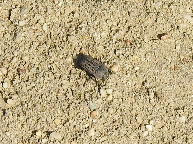 Opatrum sabulosum - sároshátú gyászbogár Opatrum sabulosum - sároshátú gyászbogár
