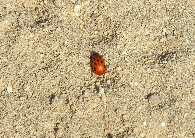 Gonioctena fornicata - közönséges lucernabogár