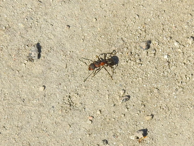 Formica pratensis - réti vöröshangya