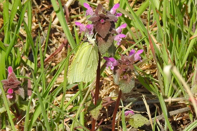 Gonepteryx rhamni - citromlepke