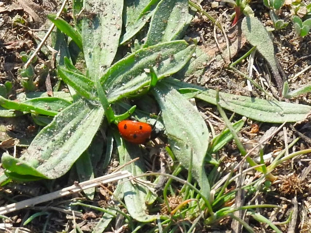 Coccinella septempunctata - hétpettyes katica