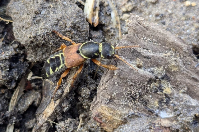 Staphylinus caesareus - aranysujtásos holyva