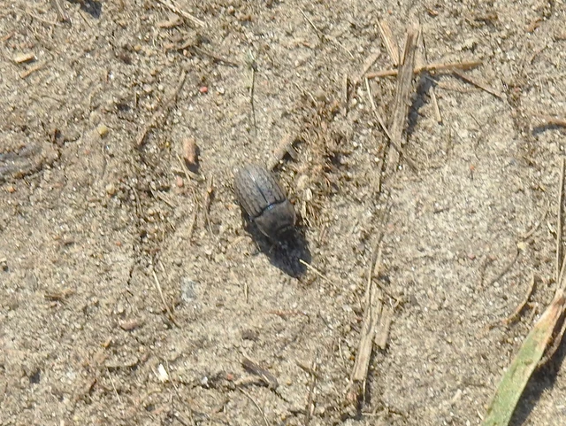 Opatrum sabulosum - sároshátú gyászbogár Opatrum sabulosum - sároshátú gyászbogár