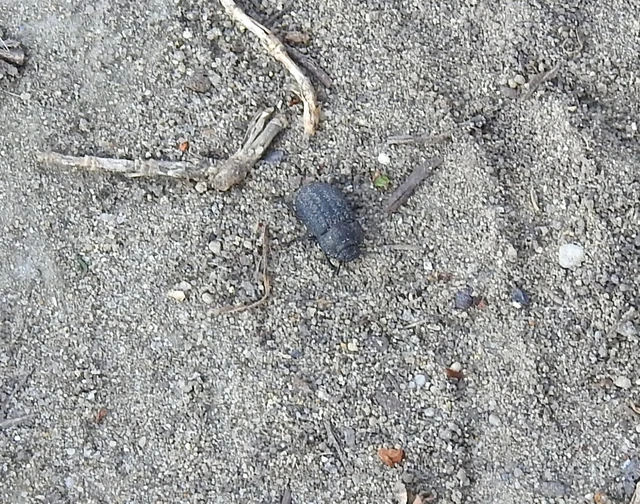 Opatrum sabulosum - sároshátú gyászbogár Opatrum sabulosum - sároshátú gyászbogár