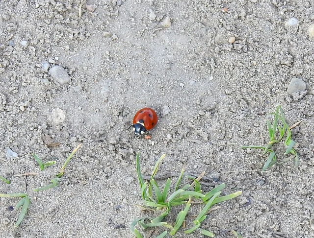 Coccinella septempunctata - hétpettyes katica