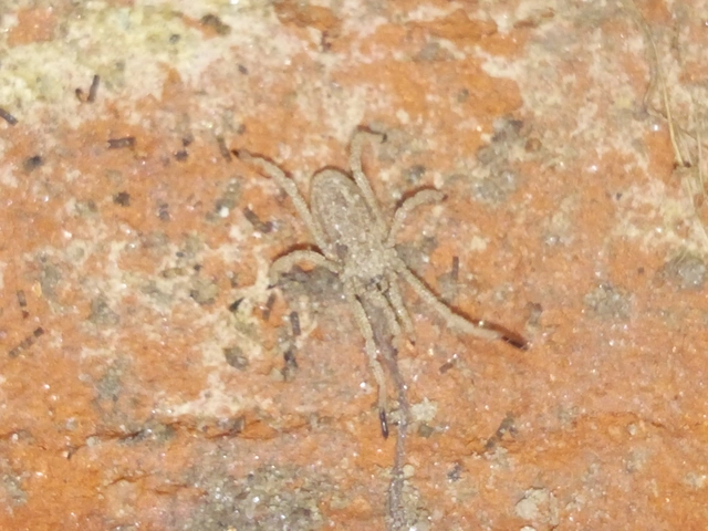 Opiliones - Kaszáspókok