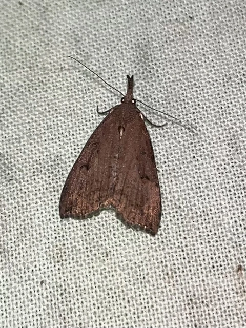 Hypena rostralis - közönséges karcsúbagoly