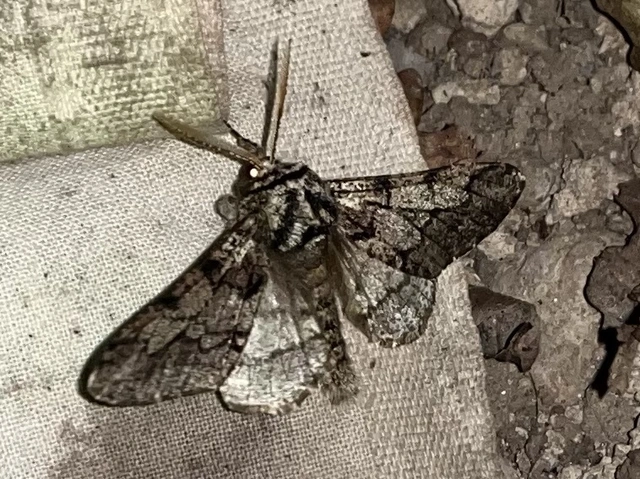 Biston strataria - barnapettyes araszoló