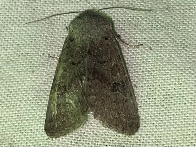 Orthosia populeti - nyárfa-barkabagoly