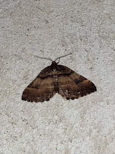 Earophila badiata - csipkerózsa-araszoló