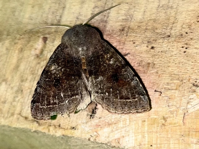 Orthosia incerta - változékony barkabagoly