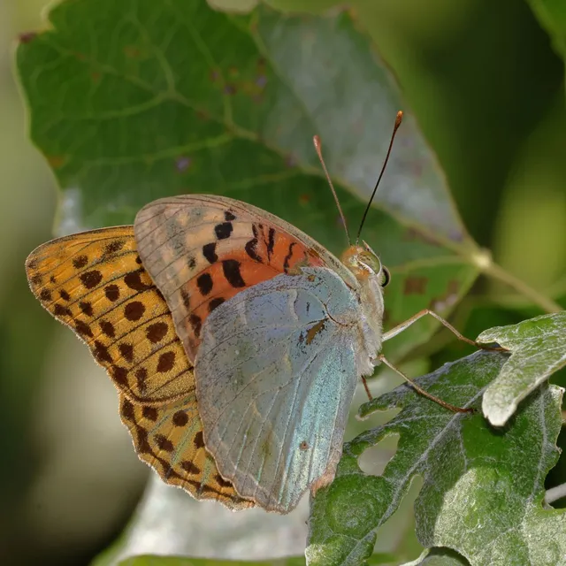 Argynnis pandora - zöldes gyöngyházlepke