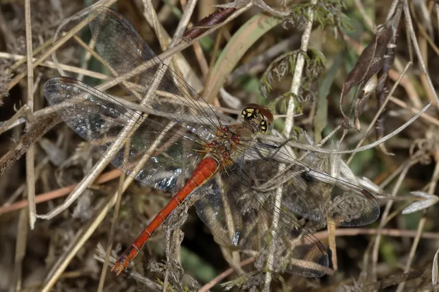Sympetrum sanguineum - vörös katona-szitakötő