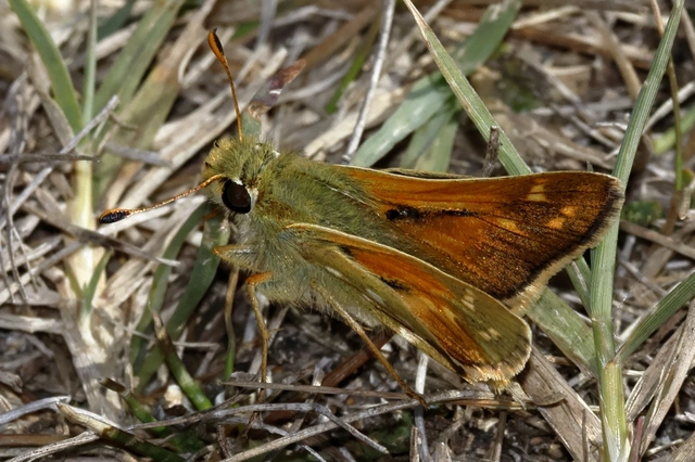 Hesperia comma - vesszős busalepke