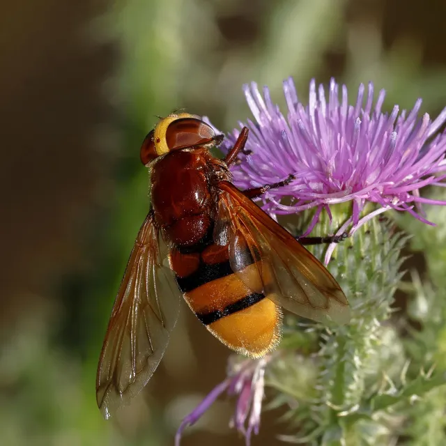 Volucella zonaria - kétöves pihelégy Volucella zonaria - kétöves pihelégy