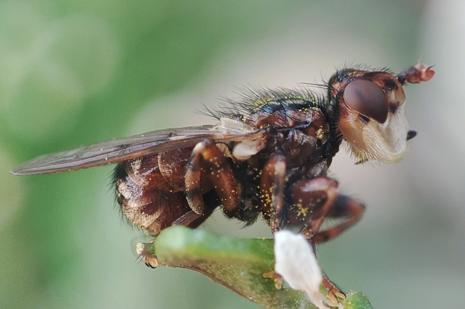 Myopa testacea