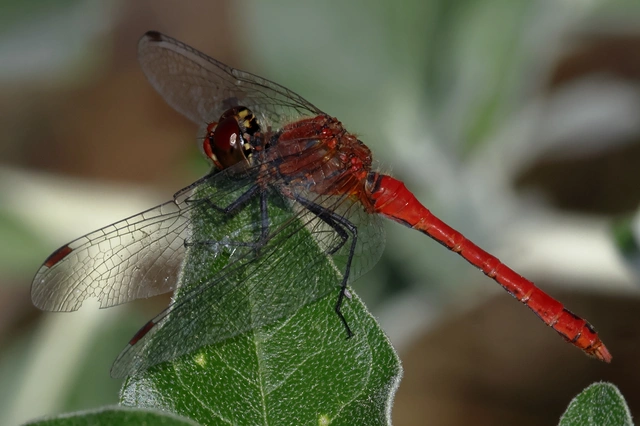 Sympetrum sanguineum - vörös katona-szitakötő