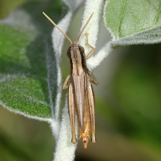 Euchorthippus declivus - rövidszárnyú rétisáska