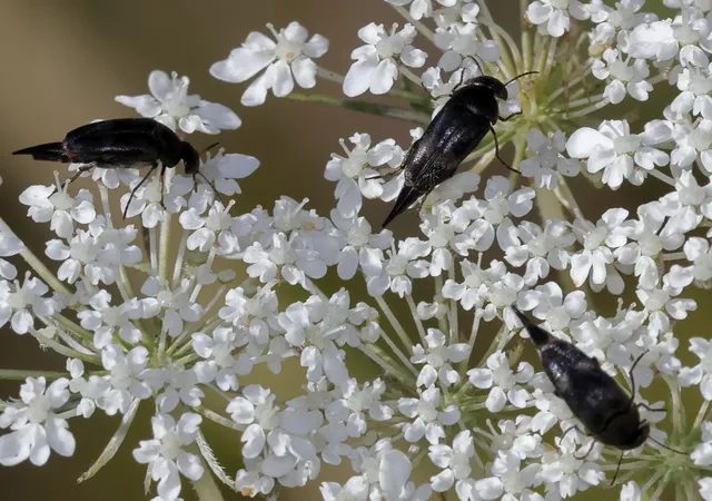 Mordellidae - marókafélék