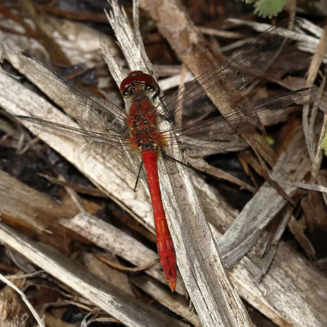 Sympetrum sanguineum - vörös katona-szitakötő