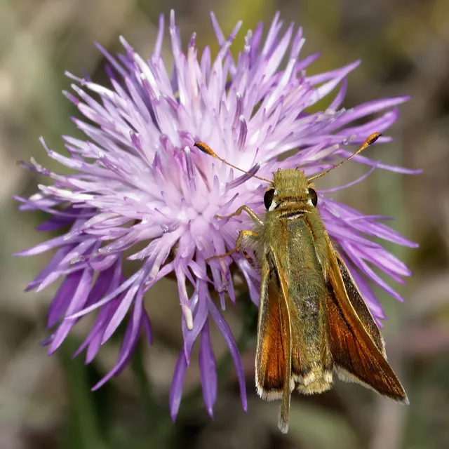 Hesperia comma - vesszős busalepke