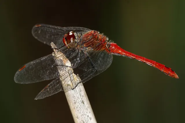Sympetrum sanguineum - vörös katona-szitakötő