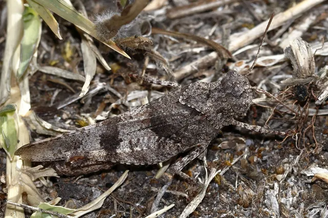 Oedipoda caerulescens - kékszárnyú sáska