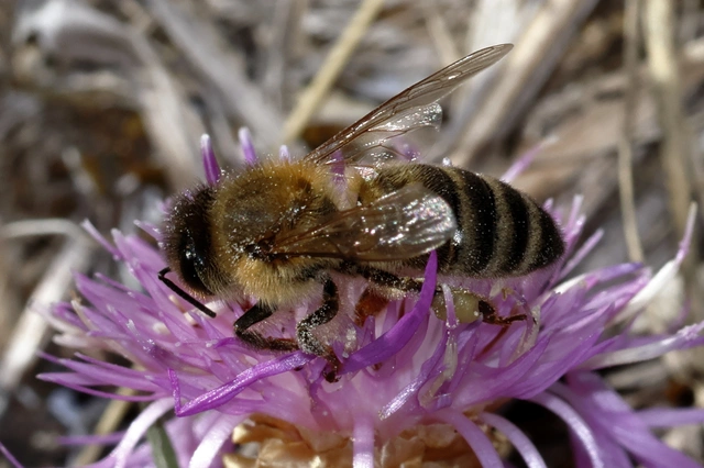 Apis mellifera - háziméh