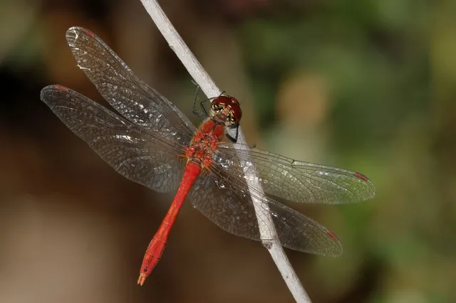 Sympetrum sanguineum - vörös katona-szitakötő