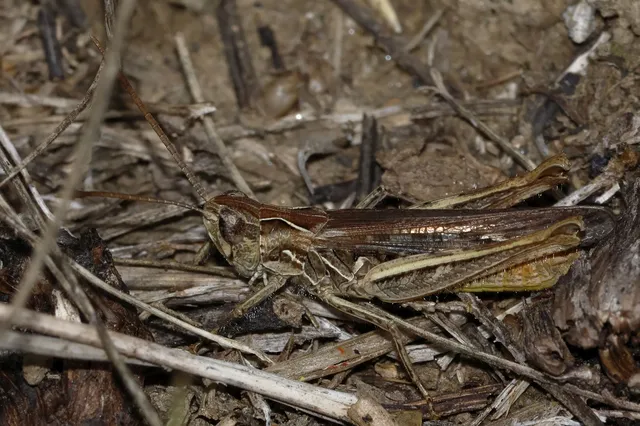 Chorthippus
