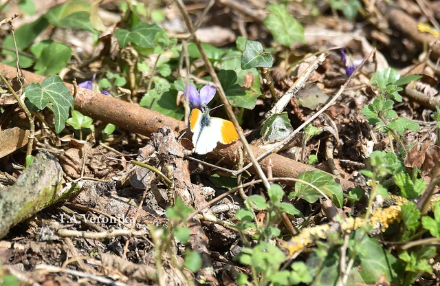 Anthocharis cardamines - hajnalpírlepke