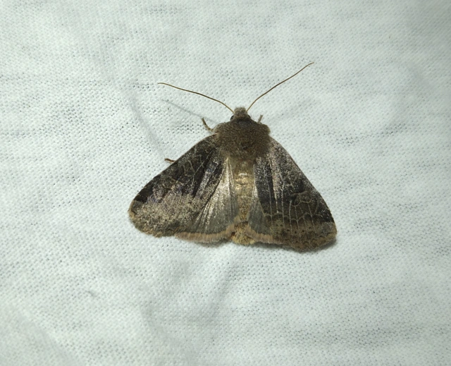 Conistra