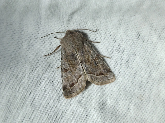 Orthosia incerta - változékony barkabagoly
