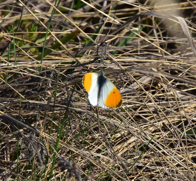 Anthocharis cardamines - hajnalpírlepke