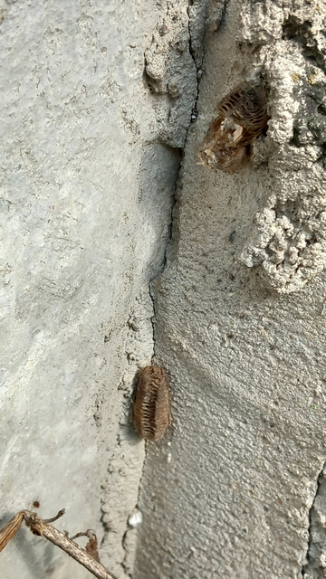 Mantis religiosa - imádkozósáska