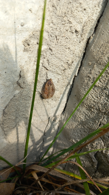 Mantis religiosa - imádkozósáska