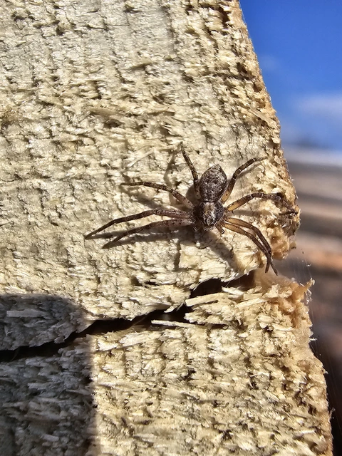 Philodromus