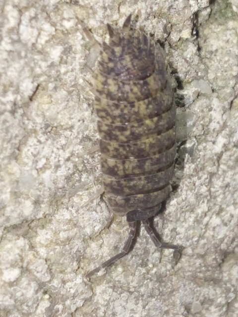 Isopoda - Ászkarákok