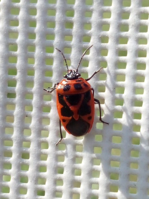 Eurydema dominulus Eurydema dominulus