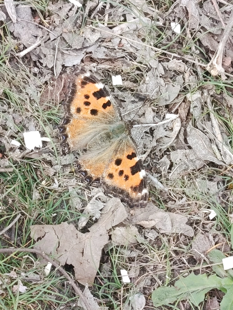 Nymphalis polychloros - nagy rókalepke